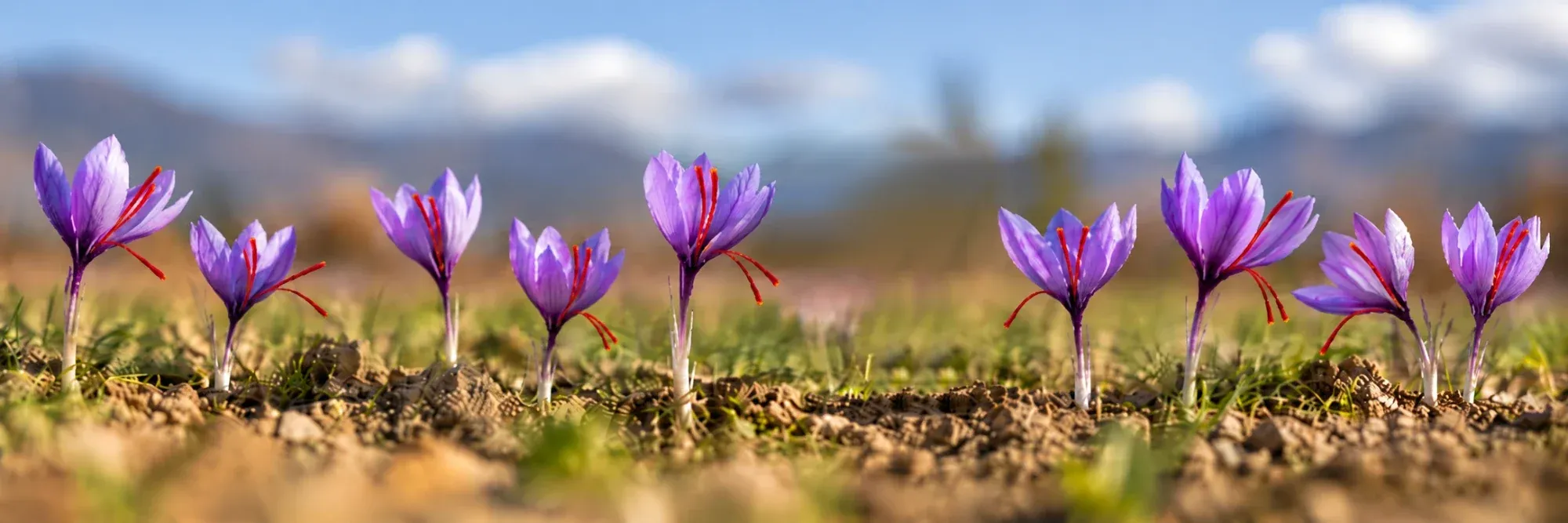 Fleurs de safran mauves dans un champ, au soleil d’automne