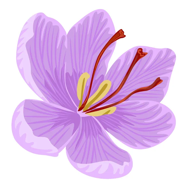 Illustration d’une fleur de safran et de ses trois stigmates