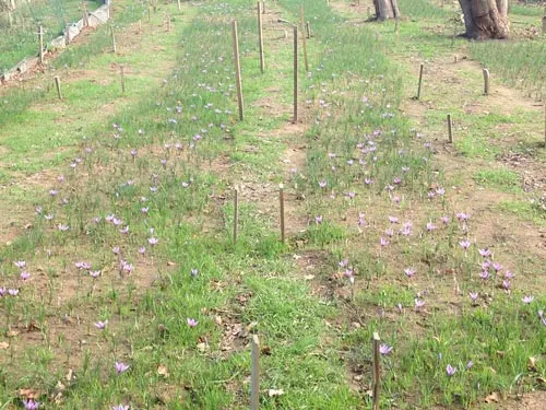 Fleurs de safran dans la safranière