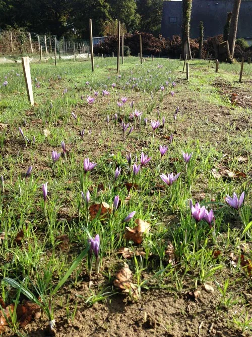 Fleurs de crocus dans l’herbe de la safranière