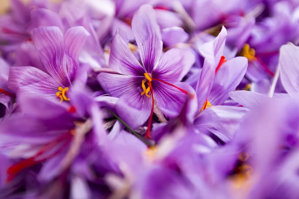 Fleurs de safran mauves fraîchement cueillies à Guérande