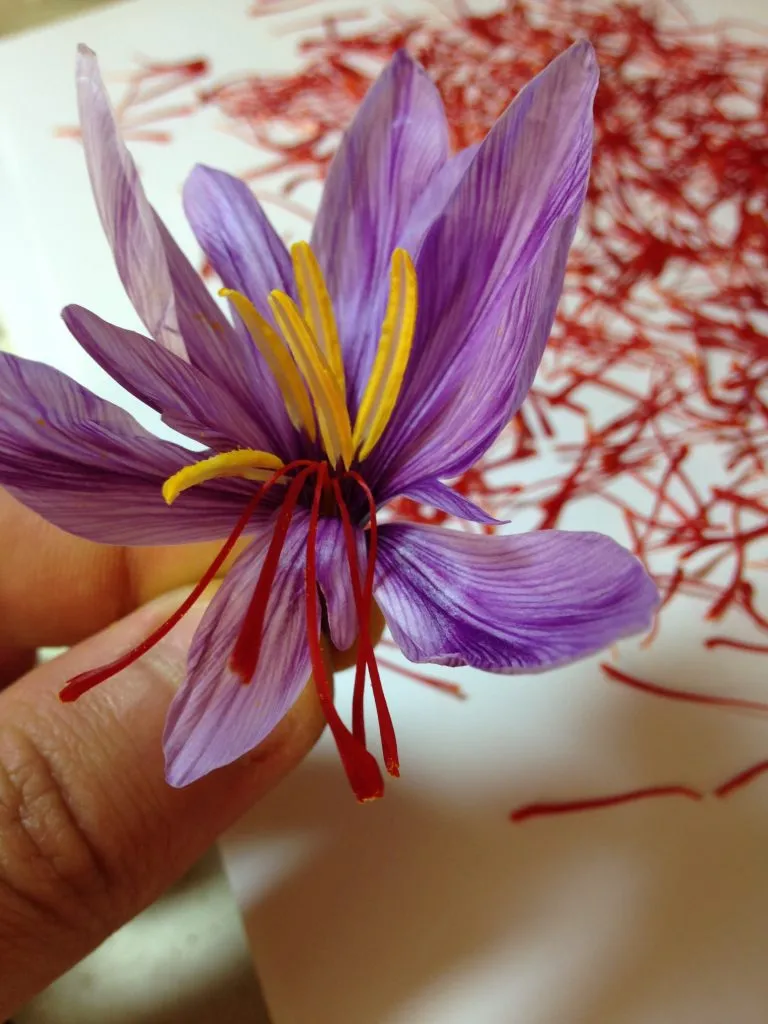Pistil de safran à cinq filaments